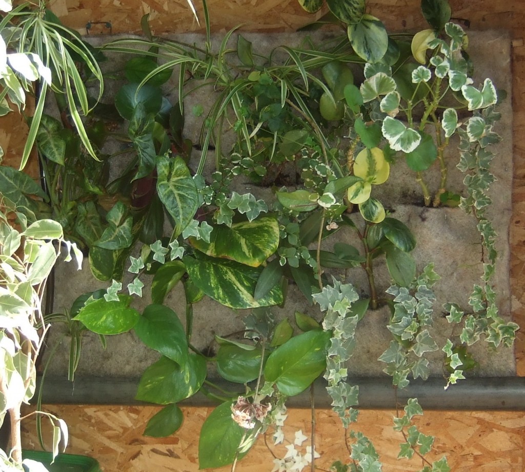 Nori's Plant Wall