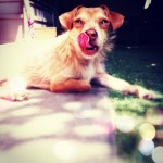 Stinkerbell